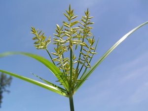 Das Erdmandelgras ist ein sehr anpassungsfähiges und hartnäckiges Ungras und muss frühzeitig erkannt und bekämpft werden. (Bild Chr. Bohren, Agroscope)