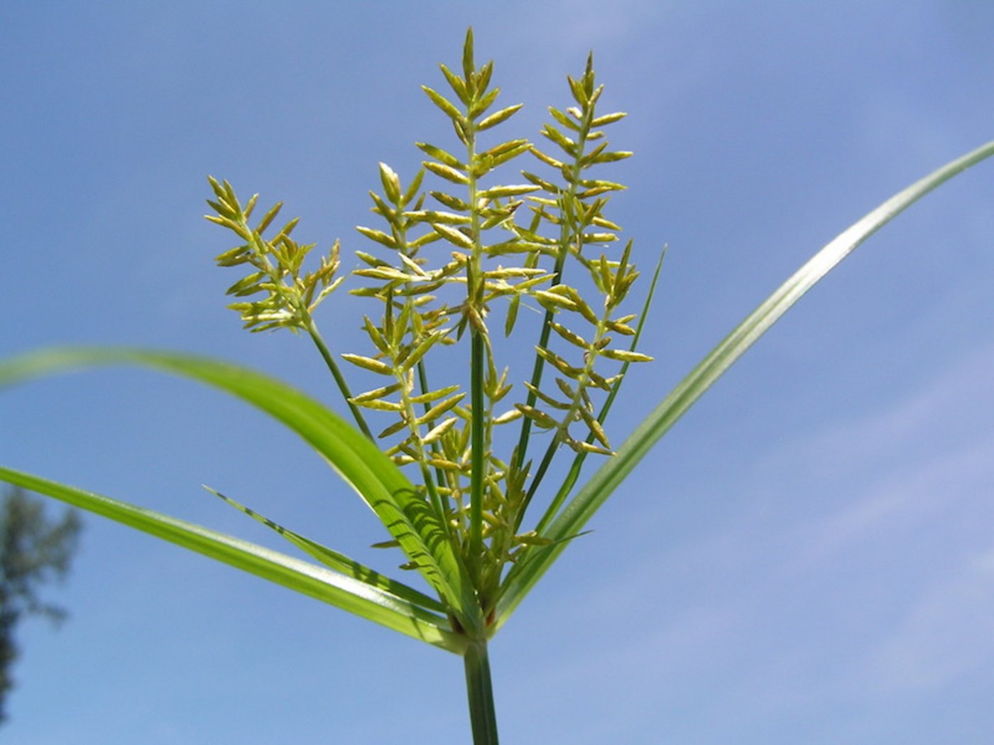 Das Erdmandelgras ist ein sehr anpassungsfähiges und hartnäckiges Ungras und muss frühzeitig erkannt und bekämpft werden. (Bild Chr. Bohren, Agroscope)