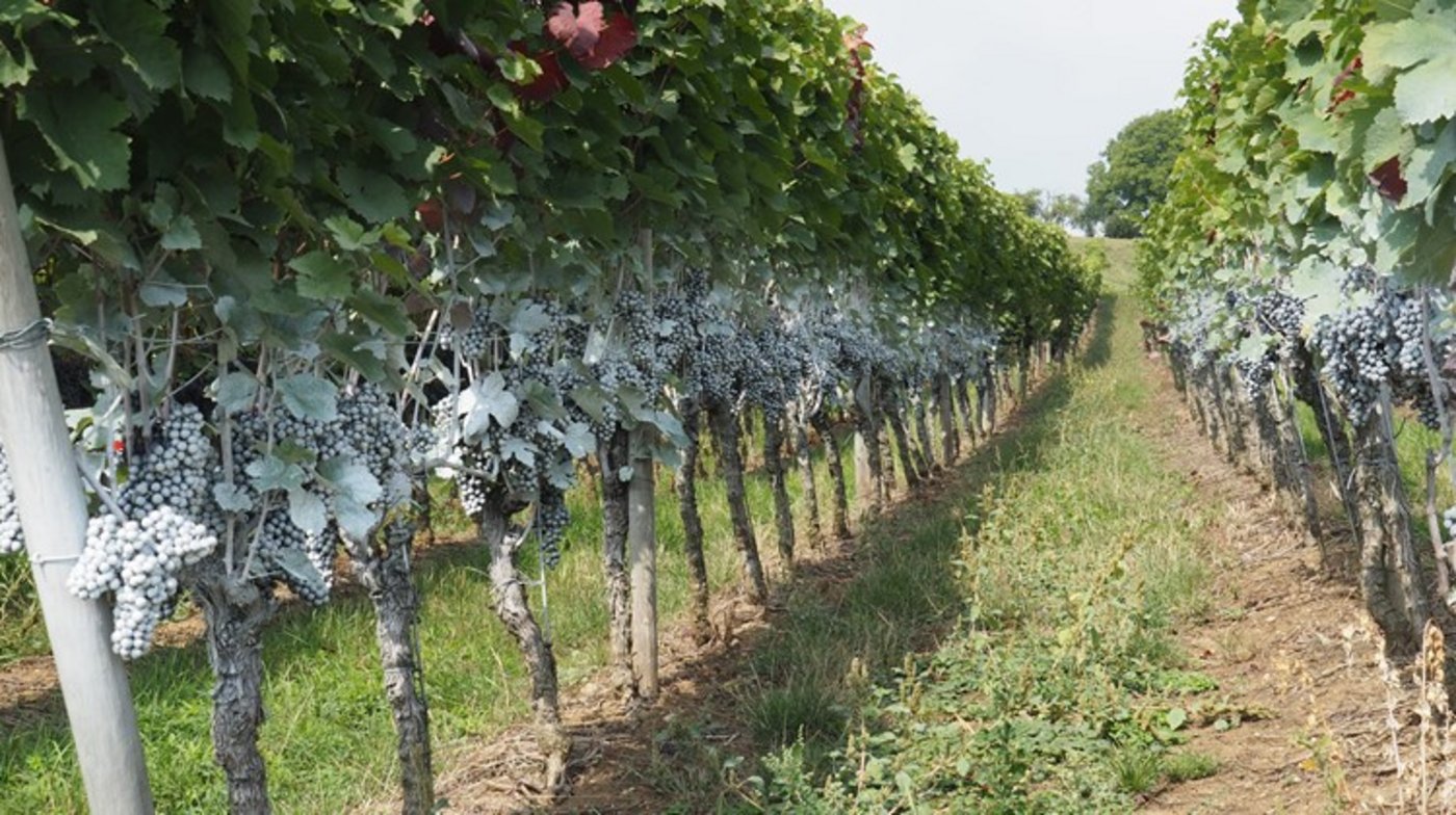 So sieht ein Rebberg nach der Behandlung mit Kaolin gegen die Kirschessigfliege aus. Der weisse Belag ist ungiftig, aber auch unschön anzusehen. (Bild BauZ)