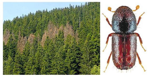 Der Kupferstecher könnte sich in Zukunft weiter vermehren und grosse Schäden im Wald anrichten. (Bild Waldwissen)