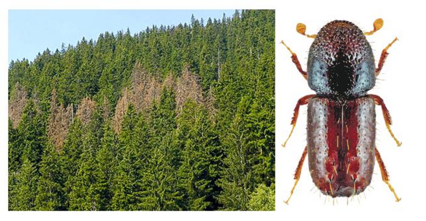 Der Kupferstecher könnte sich in Zukunft weiter vermehren und grosse Schäden im Wald anrichten. (Bild Waldwissen)