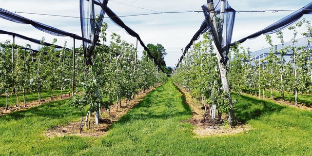 Die Besucher(innen) am Tag der offenen Obst- und Gemüsegärten sollen idyllisch blühende Apfelbäume sehen, aber auch ein realistisches Bild der Schweizer Produktion erhalten. (Bild Stefanie Giger)