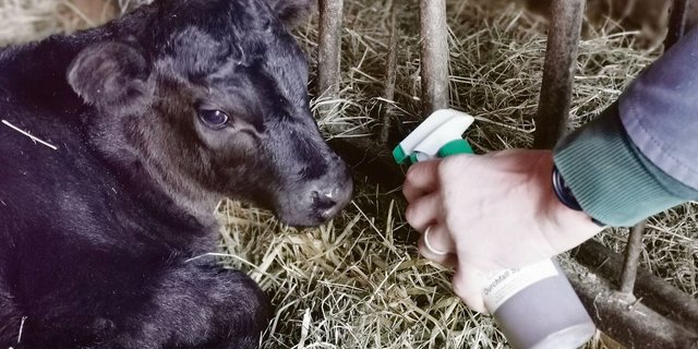 Tees und Tinkturen kommen wieder auf im Stall. Tierhalter müssen unbedingt darauf achten, dass dadurch keine unzulässigen Rückstände in Lebensmittel gelangen.
