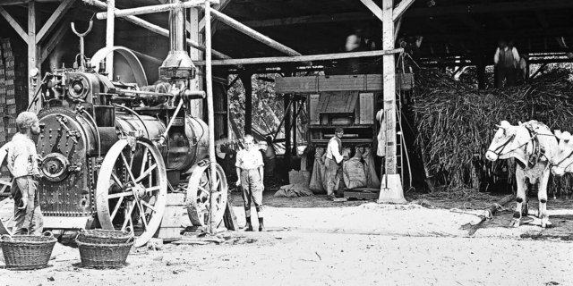 «Macht uns die Motorisierung in Zukunft wohl auch in der Landwirtschaft überflüssig? Und wenn ja: für wie lange?» Das fragten sich vielleicht die Ochsen im Landwirtschaftsbetrieb der Anstalt Witzwil 1914. 