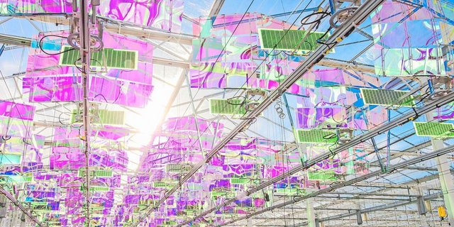 Kein Kunstwerk in einem Museum, sondern eine Hightechanlage zur Stromproduktion unter dem Dach in Gewächshäusern: Das Licht wird gefiltert, gebündelt und zu den vertikalen Solarmodulen geleitet. Die Pflanzenproduktion darunter wird nicht beeinträchtigt.  