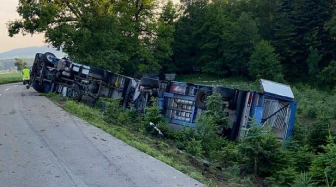 Der 29-Jährige Fahrer war mit dem Schweinetransporter auf der Schongauerstrasse in Richtung Fahrwangen unterwegs. (Bild Kapo AG)