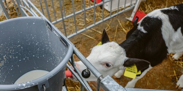 Kolostrum ist wichtig für Kälber. Wenn das selbstständige Trinken  nicht funktioniert, wird das Tränken mittels Sonde empfohlen.(Symbolbild BauZ)