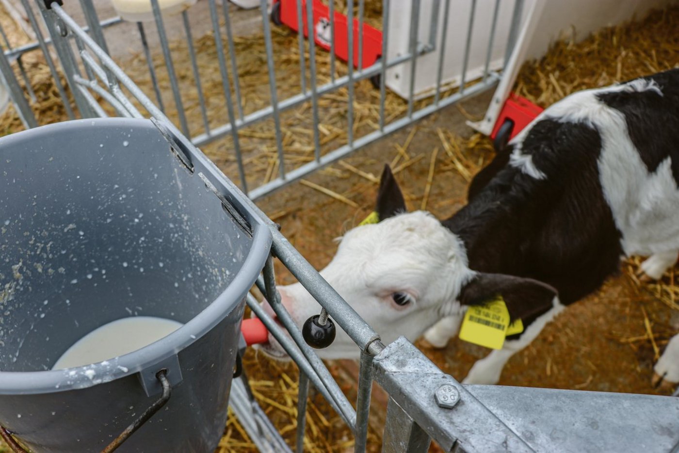 Kolostrum ist wichtig für Kälber. Wenn das selbstständige Trinken  nicht funktioniert, wird das Tränken mittels Sonde empfohlen.(Symbolbild BauZ)