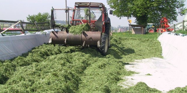 Durch das Walzen werden die Luftmengen im Schnittgut reduziert. So wird schnell ein anearober Zustand geschaffen, der Hefebildung und Nacherwärmung vermindert. (Bild Willi Gut, LBBZ Cham)
