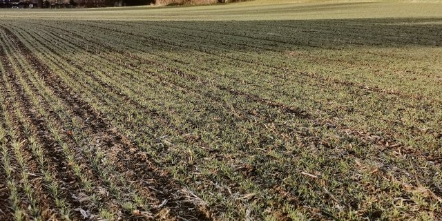 Das Ziel der geforderten Biodiversitätsförderflächen wurde im Bezirk Wasseramt nicht erreicht. Besonders die Massnahme BFF Typ 16, Saat in weiten Reihen, biete noch Potenzial.  (Bild Simone Barth)