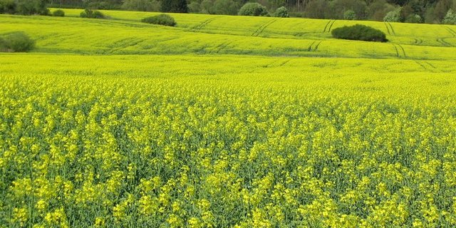 Rapsfeld in Tschechien. (Bild Pixabay)