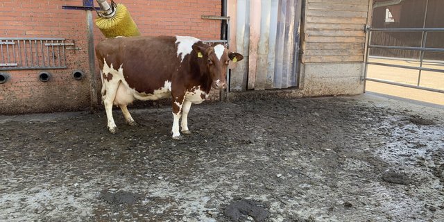 Die grösste Ammoniakbelastung stammt weder von Schweinen noch von Geflügel, sondern aus der Rindviehhaltung. Besonders hoch sind die Emissionen aus Ställen und von Laufhöfen. (Bild js)