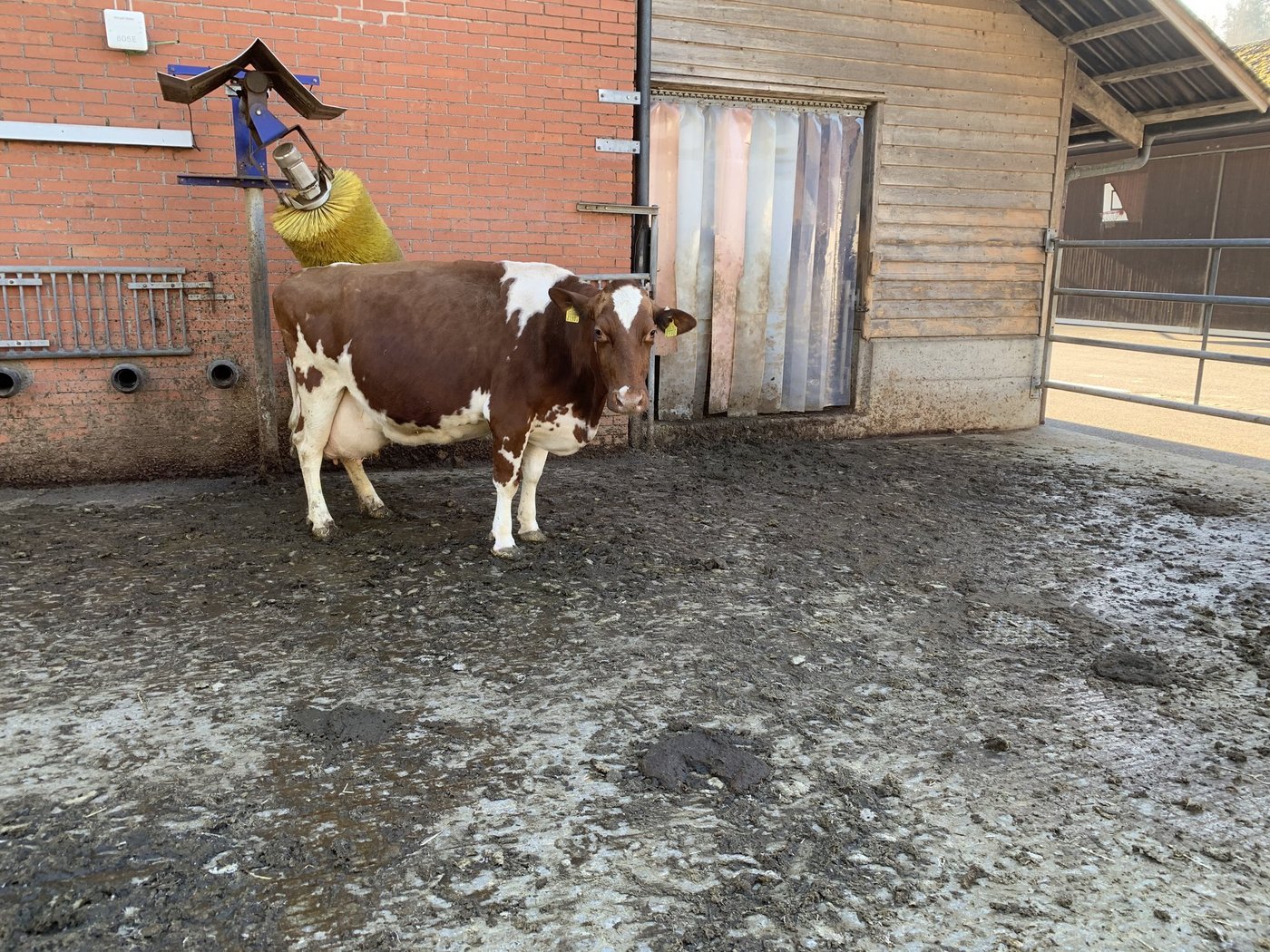 Die grösste Ammoniakbelastung stammt weder von Schweinen noch von Geflügel, sondern aus der Rindviehhaltung. Besonders hoch sind die Emissionen aus Ställen und von Laufhöfen. (Bild js)