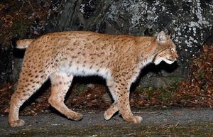 Im Wallis sollte es nach Berechnungen der Forschenden 12 bis 20 Prozent mehr Luchse geben. (Bild Stéphane Mettaz)