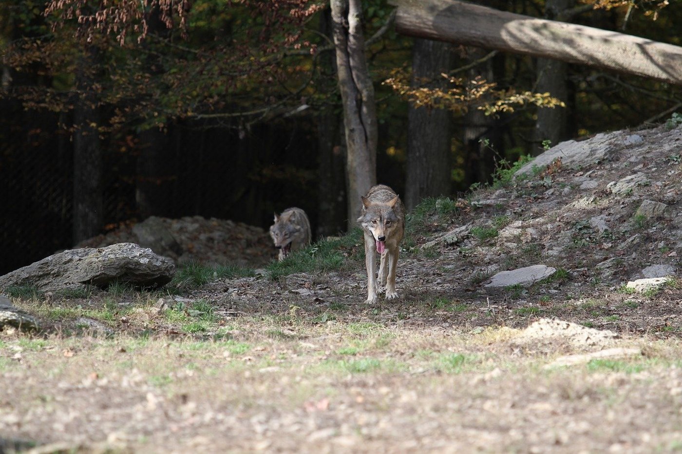 Für die bäuerlichen Vertreter ging es beim Jagdgesetz vor allem um den Wolf, das Nein-Komitee argumentierte schwerpunktmässig mit dem Artenschutz. (Bild Pixabay)