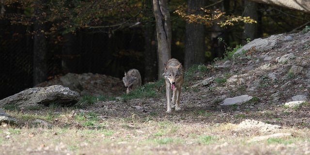 Für die bäuerlichen Vertreter ging es beim Jagdgesetz vor allem um den Wolf, das Nein-Komitee argumentierte schwerpunktmässig mit dem Artenschutz. (Bild Pixabay)
