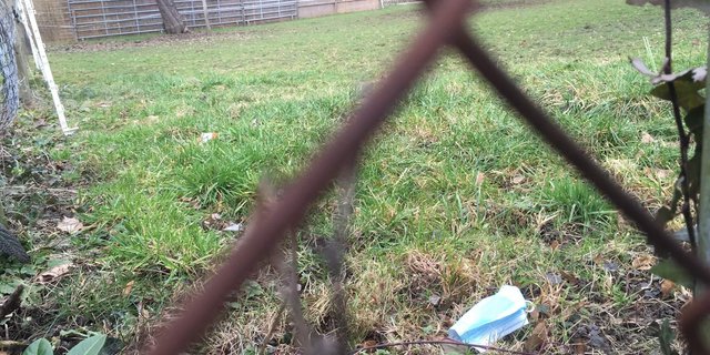 Seit im öffentlichen Verkehr und in den Läden Maskenpflicht herrscht, findet man die Einwegmundschutze überall – auch auf Weiden. (Bild jsc)