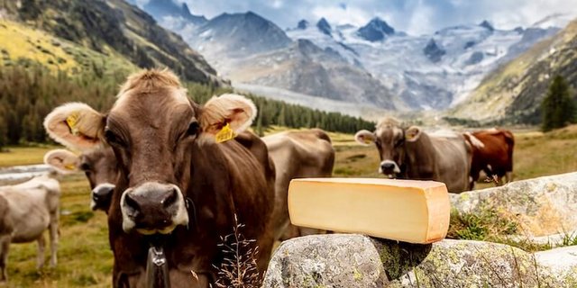 Auch die Emmi hat das Potenzial entdeckt, sie investiert vermehrt in regionale Molkereien. So auch in die Lateria Engiadinaisa. Nun erhalten die Produkte nach und nach ein neues Kleid – mit Erfolg. (Bild Emmi)