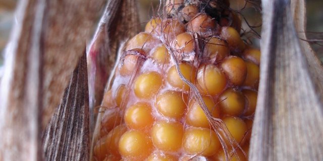 Die Körnermaisernte fiel dieses Jahr um 25 % höher aus als im Vorjahr. (Bild Swiss Granum)