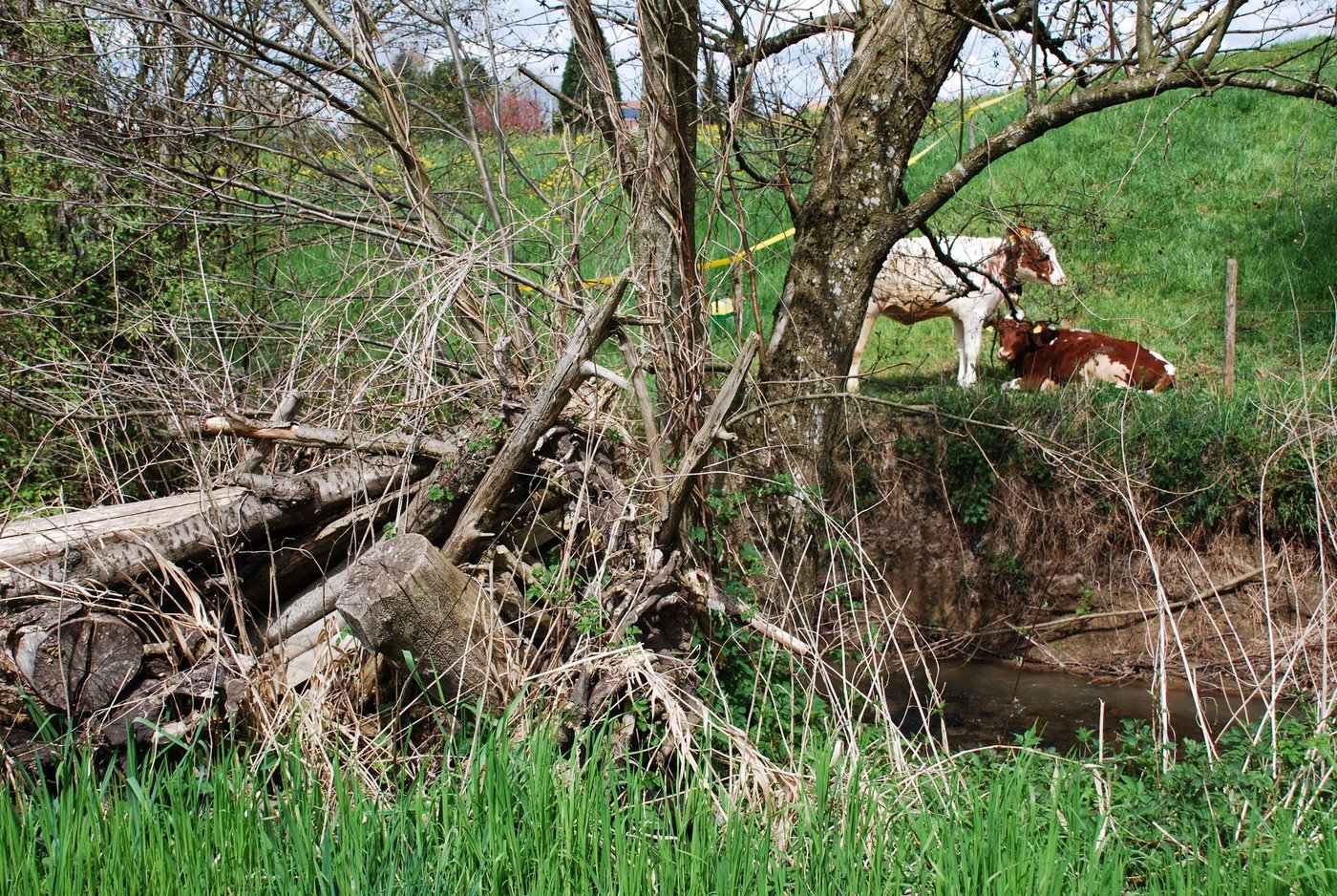 Die kommunalen oder regionalen Vernetzungsprojekte  werden durch kantonale Vernetzungsprojekte abgelöst. (Bild Archiv BauZ) 