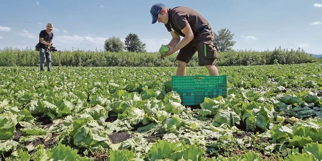Michael Haab beim Absolvieren der Disziplin «Pflege/ Kulturbeurteilung von Salat».