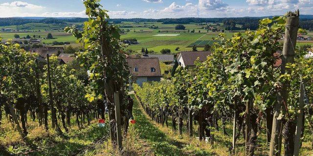 Die neuen, umweltschonenderen Anforderungen betreffen auch den Weinbau.