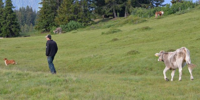 Rinderhirten verdienen laut Richtlinie maximal 195 Franken pro Tag. (Bild hja)