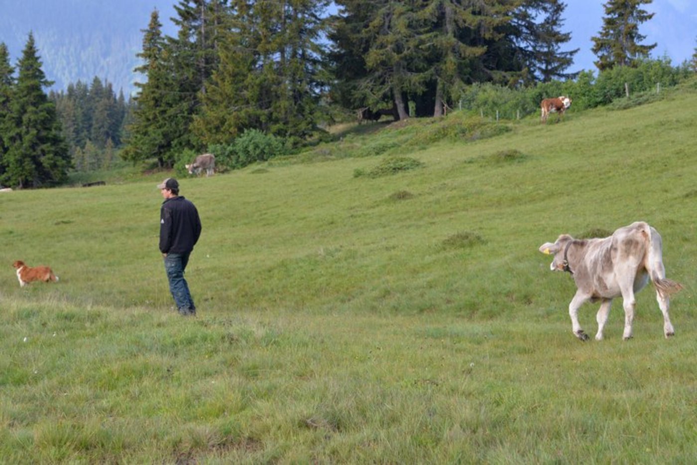 Rinderhirten verdienen laut Richtlinie maximal 195 Franken pro Tag. (Bild hja)