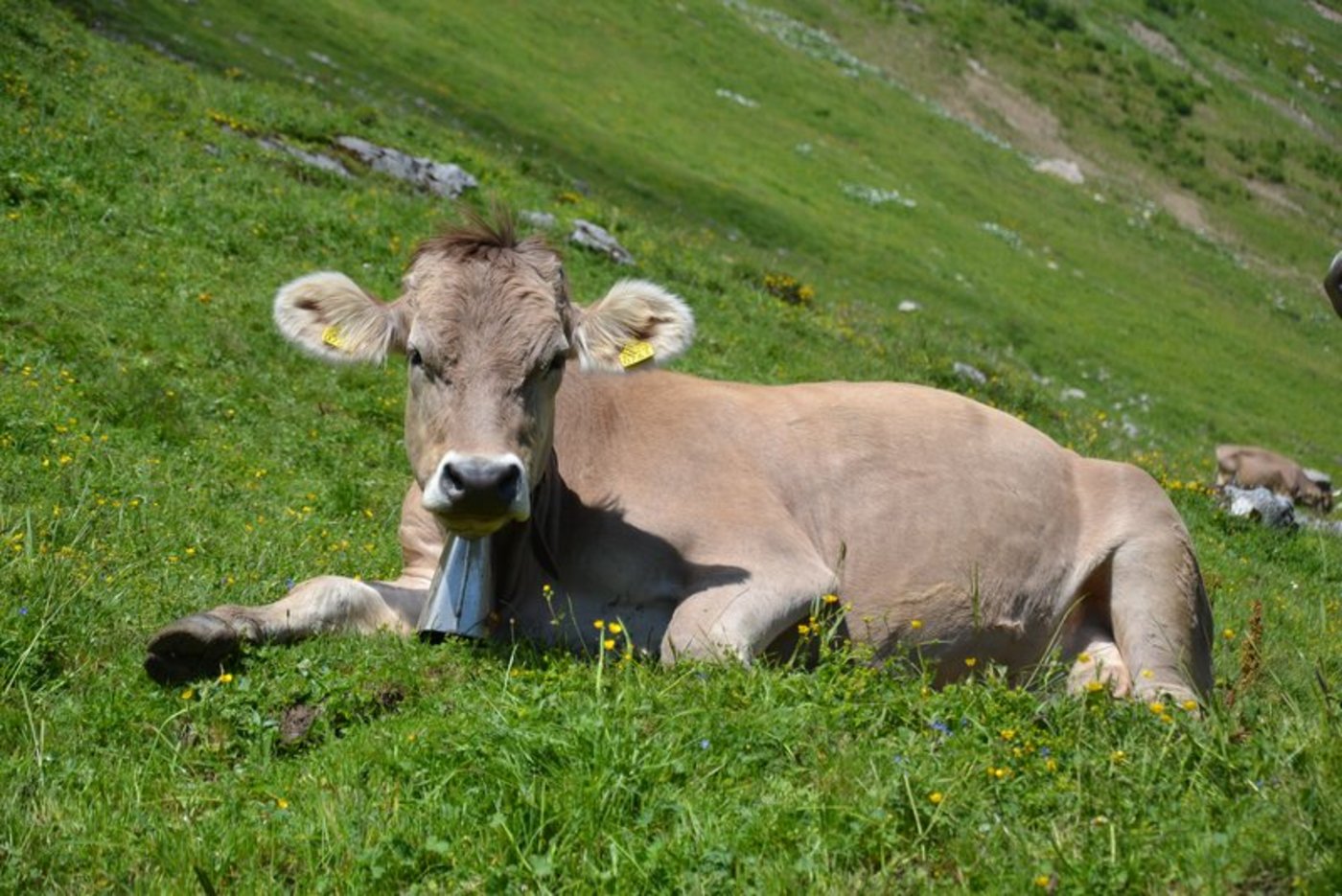 Weil Schäden an Grossvieh durch Wölfe kaum auftreten, werde mit nicht beweisbaren Verhaltensänderungen für die Revision des Jagdgesetzes Stimmung gemacht, glaubt die Gruppe Wolf Schweiz. (Bild BauZ)
