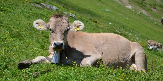 Weil Schäden an Grossvieh durch Wölfe kaum auftreten, werde mit nicht beweisbaren Verhaltensänderungen für die Revision des Jagdgesetzes Stimmung gemacht, glaubt die Gruppe Wolf Schweiz. (Bild BauZ)