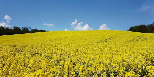 Gelingt der Anbau, präsentiert sich der Raps in einheitlicher Blüte und erfreut so manch Auge und Insekt.