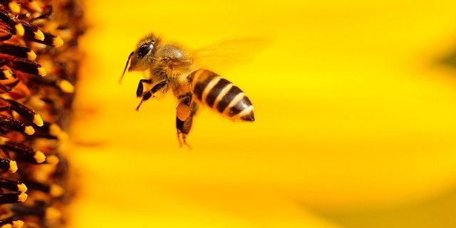 "Es braucht einen ambitionierteren Plan vorlegt, wie man Bienen besser schützen kann", erklärte der gesundheitspolitische Sprecher der Konservativen im EU-Parlament, Peter Liese. (Symbolbild Pixabay)