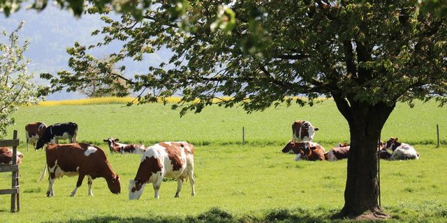 Abgemolkene, nicht trächtige, gesunde Kühe nehmen schnell an Gewicht zu, da sie mit dem aufgenommenen Futter nur den Eigenbedarf decken müssen. (Bild Ruth Aerni)
