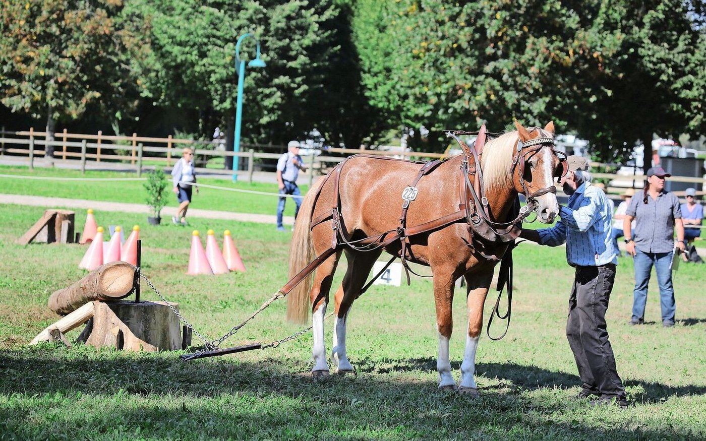 Der Landwirt Ulrich Weber aus Schwanden im Emmental BE war mit Harley im Holzrücken Stufe L am Start.