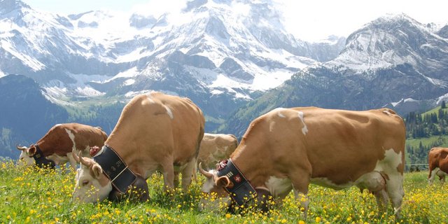 Eine Schweizer Kuh ohne Glocke ist eher undenkbar: Forscher sagen jetzt aber, die Tiere würden unter den Glocken leiden. (Bild: Peter Fankhauser)