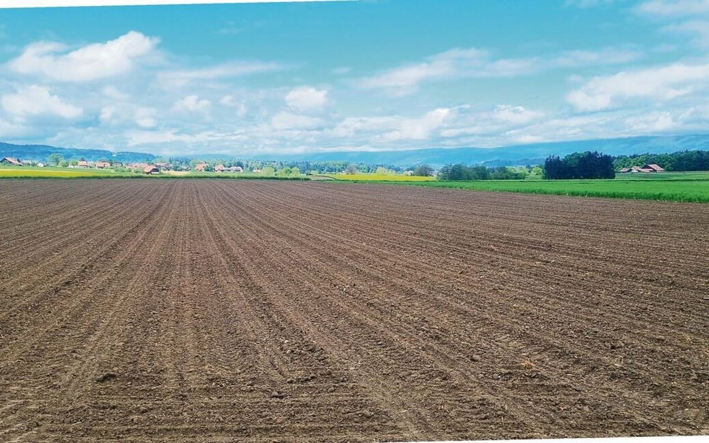 Den Mais konnte Andy Jenni letzte Woche per Mulchsaat in den Boden bringen.