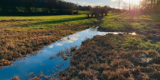Diese Fläche bei Hausen im Aargau ist wertvoll für Biodiversität, Nahrungsmittel werden anderswo produziert. Im Kanton sollen mehr Feuchtgebiete entstehen.