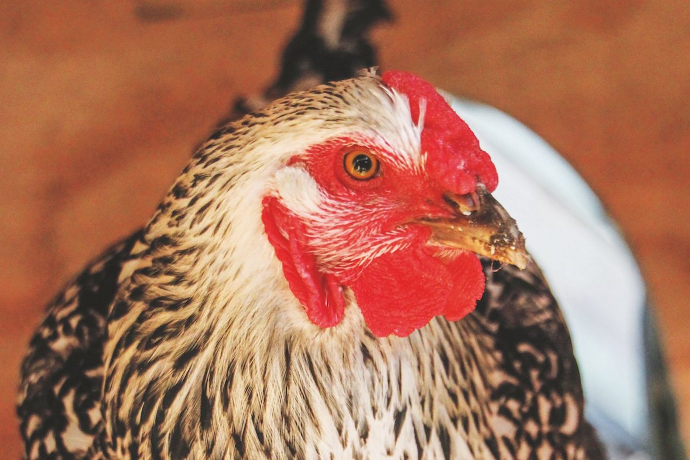 Durch ihre Hühnerschar wurde Melissa Caughey zur Bloggerin und Autorin.