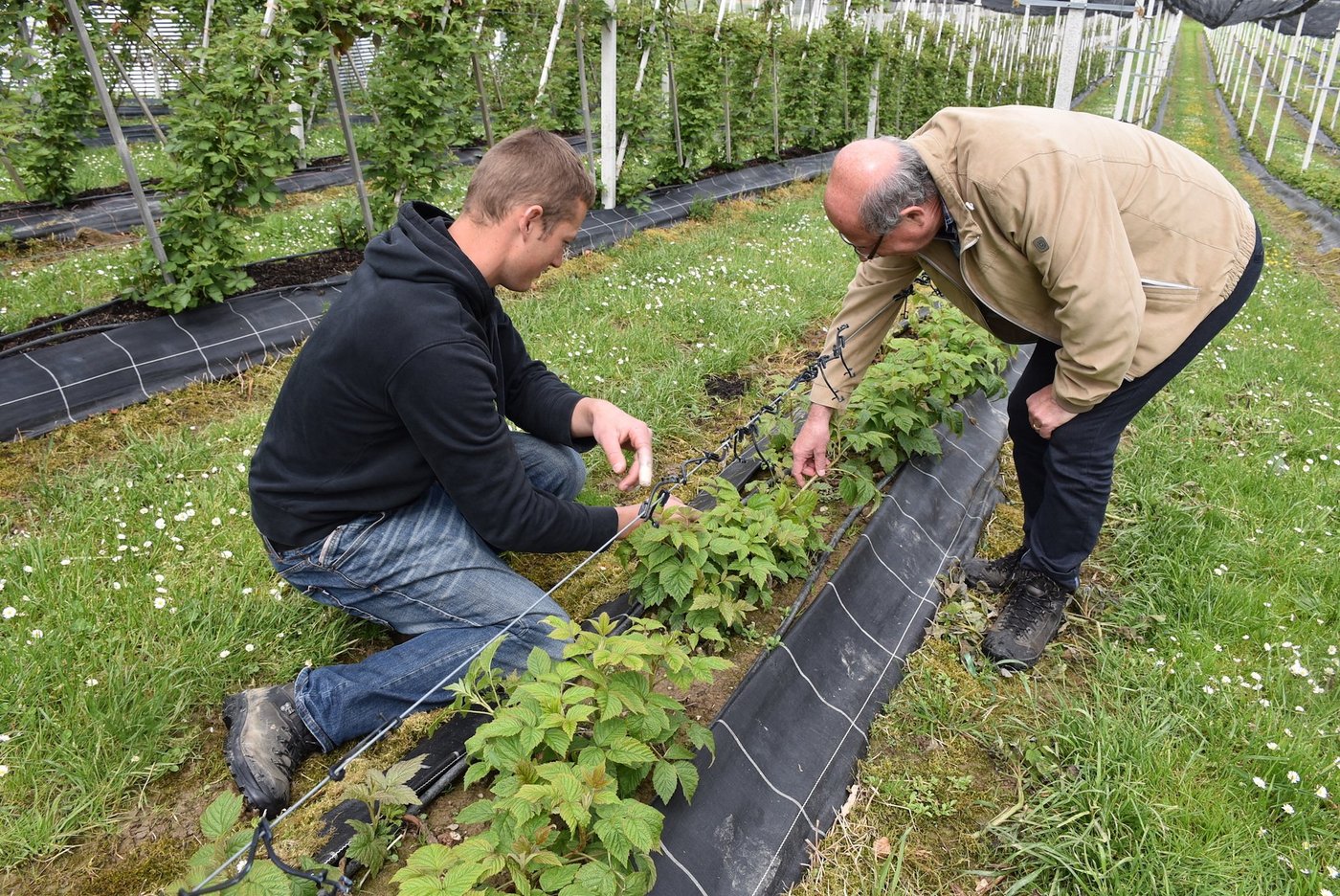 Patrick Galliker (l.) und Beat Felder (BBZN Hohenrain) besichtigen die Himbeeren, die weniger unter dem Frost gelitten haben als andere Kulturen auf dem Betrieb Huebe in  Gunzwil. (Bild Franziska Schawalder)