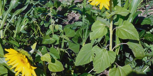 Auf der Weizenfarm wurde ein Gemisch verschiedener Bohnen, Buchweizen und Sonnenblume gesät.