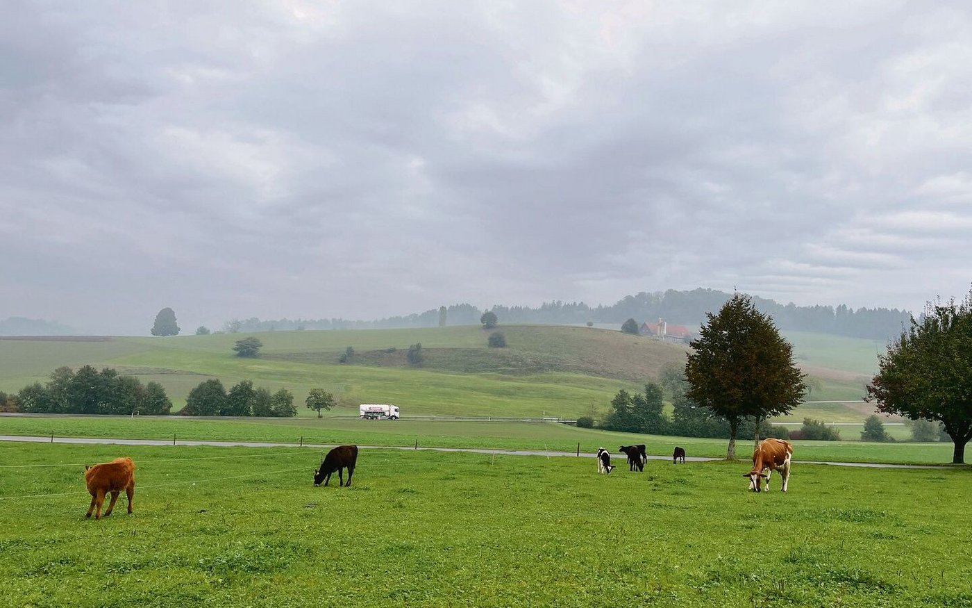 Auf der Weide grasen eine Milchkuh und etliche Kälber. Im Hintergrund fährt ein Milchlastwagen auf der Hauptstrasse vorbei.
