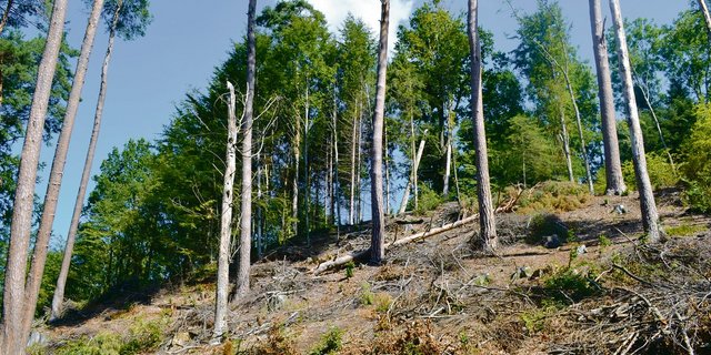 Nadelbäume kommen zunehmend unter Druck. Trockenheit, Stürme und der Borkenkäfer tun das Ihrige dazu.(Bild  jsc)