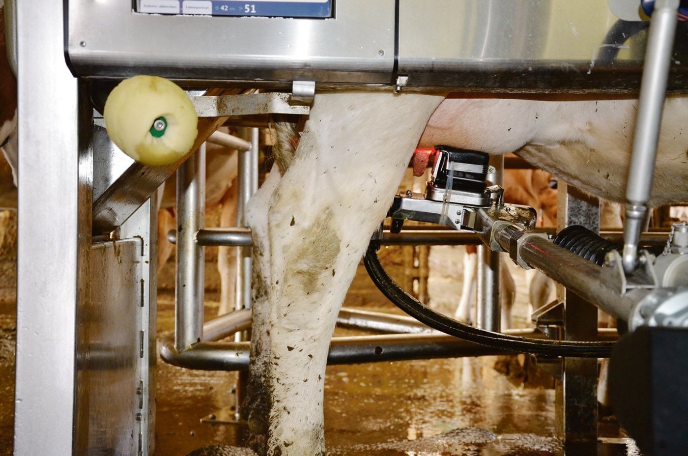 Bei Betrieben unter 25 Kühen wird ein Melkroboter immer mehr zum Thema. Die Betriebe sollten aber schon wirtschaftlich stark sein, bevor investiert wird und abklären, ob nicht mehrere Betriebe die Milchwirtschaft zusammen betreiben wollen. (Bild BauZ)