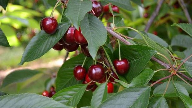 Kirschen sind die bevorzugte Wirtspflanze der KEF. (Bild jsc)