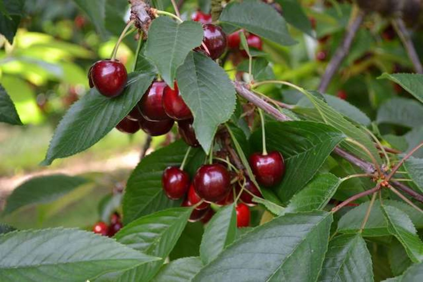 Kirschen sind die bevorzugte Wirtspflanze der KEF. (Bild jsc)