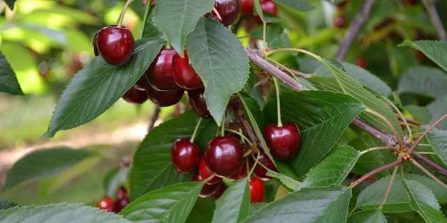 Kirschen sind die bevorzugte Wirtspflanze der KEF. (Bild jsc)