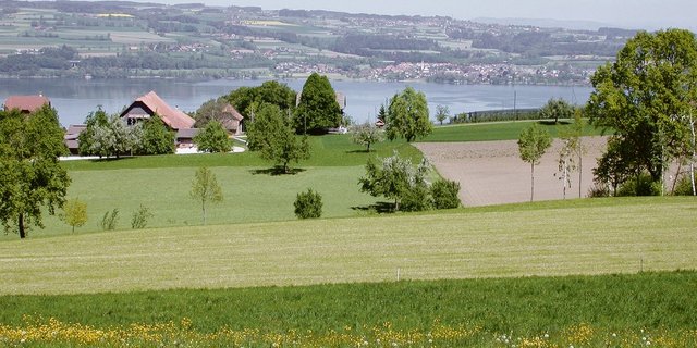 Vielfältige, farbenprächtige und  intensive Landwirtschaft am Sempachersee. Viele Böden sind aber mit Phosphor überversorgt. Der Vorrat soll mit Düngeeinschränkungen weiter abgebaut werden. (Bild Archiv BauZ)