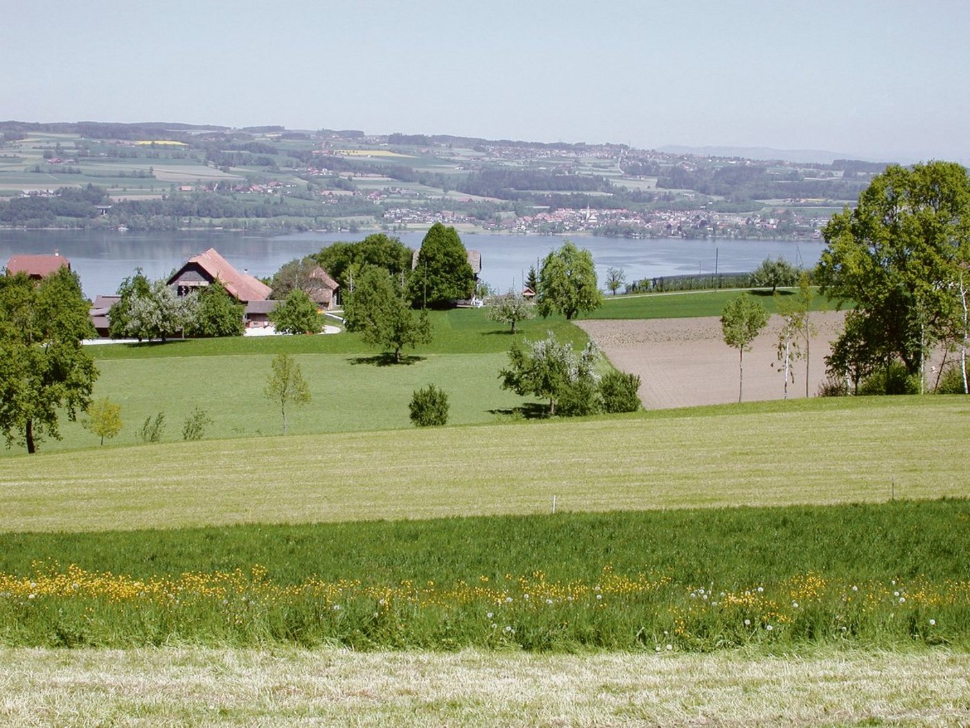 Vielfältige, farbenprächtige und  intensive Landwirtschaft am Sempachersee. Viele Böden sind aber mit Phosphor überversorgt. Der Vorrat soll mit Düngeeinschränkungen weiter abgebaut werden. (Bild Archiv BauZ)