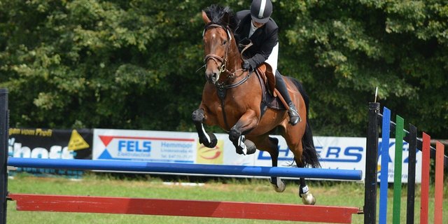 Um die Ausbreitung einzudämmen, soll jedes Pferd, das infiziert sein könnte, drei Wochen in Quarantäne. (Symbolbild Pixabay)