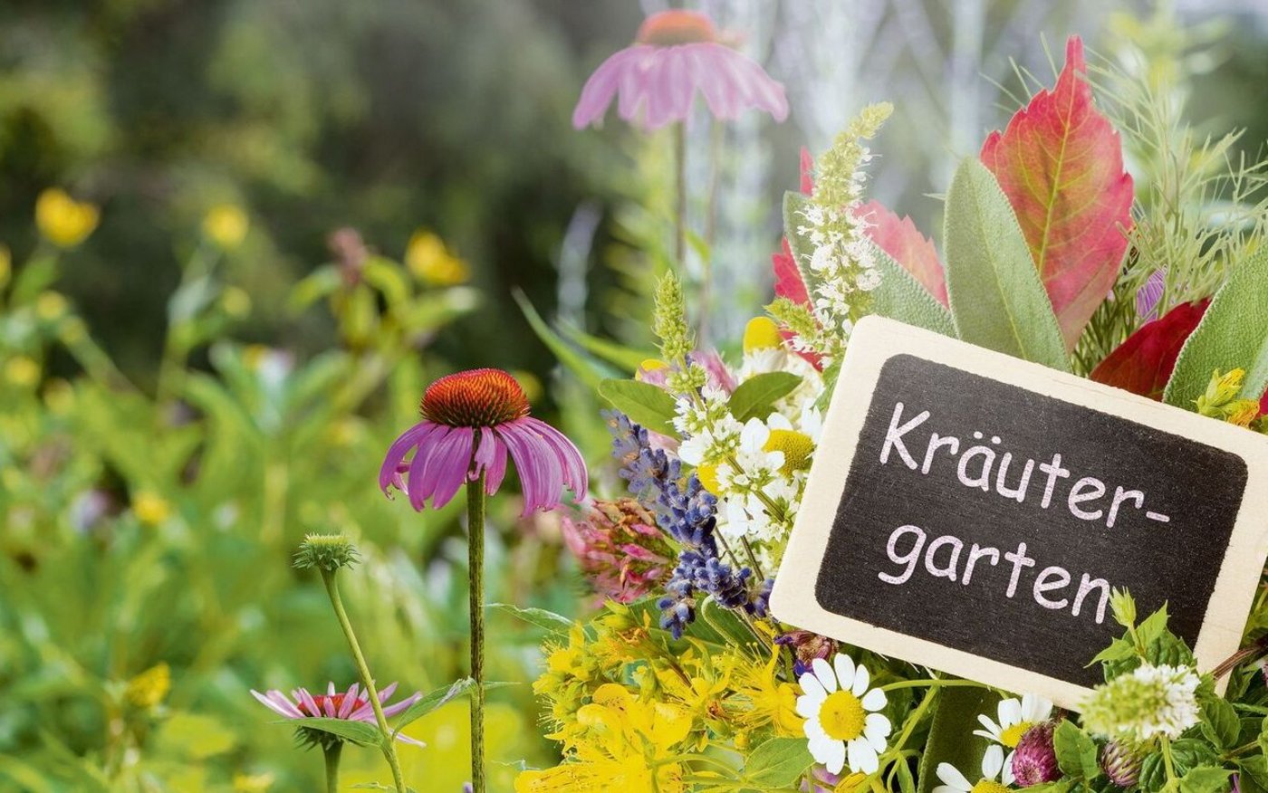 Damit Kräuter üppig gedeihen, lohnt es sich, Zeit in die Planung des Gartens zu stücken. Bilder unten, von links: Liebstöckel, Ringelblumen und Salbei.